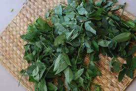 Check spelling or type a new query. 7 Manfaat Daun Katuk Termasuk Untuk Ibu Menyusui Hello Sehat
