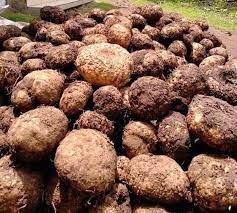 Umbi yang dipanen adalah umbi besar dengan berat lebih dari 1 kg/umbi, sedangkan umbi kecil harus dipanen pada tahun berikutnya. Ingin Kaya Tanam Porang Dairi Pers