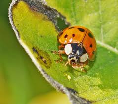 What are asian lady beetles? Stink Bugs And Lady Beetles Metro Parks Central Ohio Park System