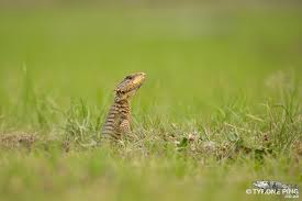 Image result for Micrococca capensis