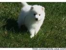 Japanese spitz puppies for sale - May 2020 - NewsNow