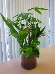 Bloomgrace Rakuten Global Market Hydroculture Is The Houseplant Which It Approaches And Plants It Hydroball And Pu Plants Aquaponic Gardening House Plants
