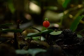 Image result for Geophila repens