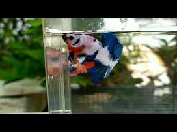 Tak heran jika banyak yang rela merogoh. 43 Jual Ikan Cupang Partai Murah Terdekat Pictures