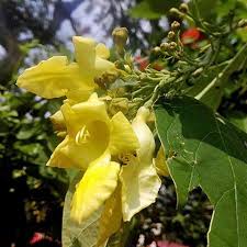 Image result for Gmelina