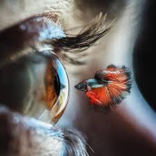 Photography Film On Instagram By Artfucker Sele Eyeball Art Eye Painting Eyes Artwork