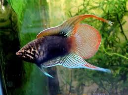 A Beginner S Guide To The Supposedly Grumpy Paradise Fish Aquarium Fish Freshwater Aquarium Fish Betta Fish