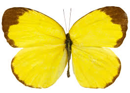 Image result for Eureiandra sp. A