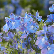 They make elegant cut flowers. Perennial Flowers Bloom Guide Costa Farms