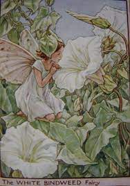 The White Bindweed Fairy By Cicely Mary Barker Vintage Fairies Flower Fairies Fairy Illustration