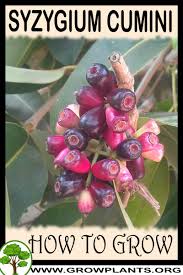 Image result for Syzygium cumini