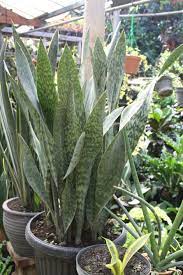 Nama latin dari tanaman ini adalah sansevieria, tanaman ini sangat digemari para pecinta tanaman hias karena dapat tumbuh dengan. Halaman Download Tren Untuk Nama Tanaman Hias Dan Gambarnya Bunga Hias