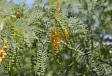 Image result for Sesbania brevipedunculata