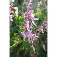 Image result for Ocimum labiatum