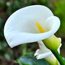 Calla lilies are easy to grow and add a classy look to perennial gardens, cutting gardens and container plantings. 10 Poisonous Flowers You Might Not Want At Your Wedding Calla Lily Types Of Flowers Calla