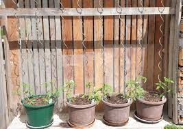 Nur bestimmte tomatensorten müssen ausgegeizt werden. Wie Wachsen Tomatenpflanzen Schneller Garta