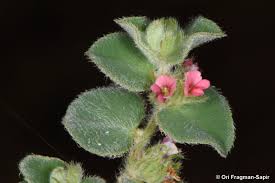 Image result for Indigofera wentzeliana