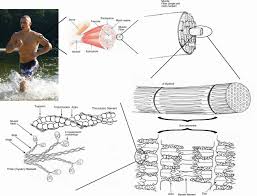 Muscle Wikipedia