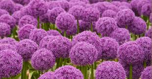 Craving some for your garden? How To Grow And Care For Ornamental Alliums Gardener S Path Allium Flowers Flowers Perennials Plants