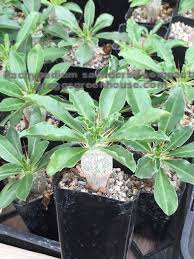 Image result for Pachypodium saundersii