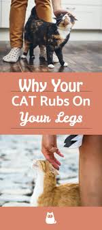 Cats are fascinating creatures to live with but sometimes their behaviour here are some insights into the minds and behaviour of cats and why they do what they do. Why Do Cats Rub Against Your Legs Reasons Cats Walk Between Our Legs Cats Cat Walk Cat Care