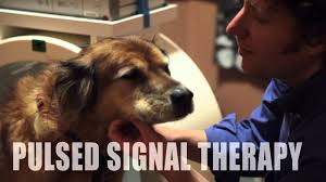 Holistic animal care, animal physical therapy, veterinarians. Welcome To Holistic Veterinary Care Youtube