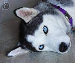One of each or particoloured are acceptable. Beautiful Blue Eyes Siberian Husky Husky With Blue Eyes Siberian Husky Funny White Husky