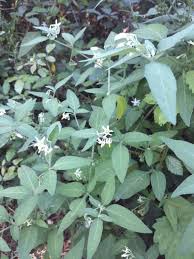 Image result for Solanum chenopodioides