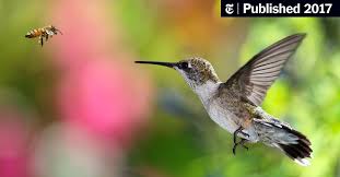Check spelling or type a new query. You Should Think Of Hummingbirds As Bees With Feathers The New York Times
