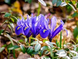 Maybe you would like to learn more about one of these? When Do Irises Bloom