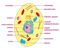 Our knowledge of cells has increased enormously. Plant And Animal Cell Worksheets