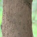 Image result for Hexalobus monopetalus