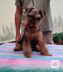 Image result for velšteriér