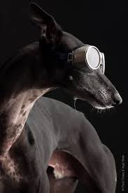© copyright 2021 casa di moda co.,ltd. 12033232 963914430333466 6069945780348718806 N Jpg 641 960 Italian Greyhound Best Dog Breeds Dog Organization