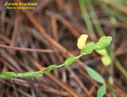 Image result for Zornia setosa