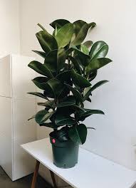 Image result for Ficus ottoniifolia