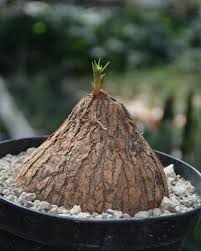 Image result for Euphorbia trichadenia