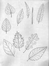 A round leaf where the petiole attaches near the center. Botanical Illustration Compound And Simple Leaves Lizzie Harper