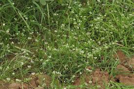 Image result for Limeum sulcatum