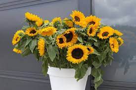 Cara menanam bunga matahari dalam pot. Cara Menanam Bunga Matahari Dengan Bibit Kuaci Pakai Media Tanam Kapas Bisa Cepat Berhasil