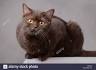 Cat breeders - Chocolate Lilac Cats