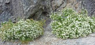 Image result for Ageratinastrum