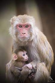 Rhesus Macaque Pet Monkey Animals Beautiful Cute Animals