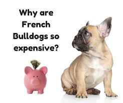 Dog & puppy coat color dna explained recessive and dominant genes learn how two dogs can produce completely different. What S The Price Of A French Bulldog Puppy Why Are They So Expensive Click Here To Find Out Why French Bulldog Bulldog French Bulldog Prices