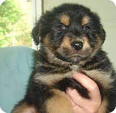 Australian shepherd puppies for adoption in nj. Old Bridge Nj Australian Shepherd Meet Fonda A Pet For Adoption