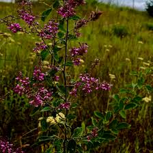 Image result for Pseudarthria