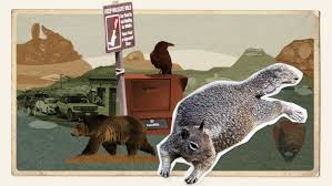 Fat squirrels, rowdy bears and burned-out rangers: How Trump policies are scrambling America’s national parks