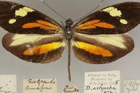 100 gambar gambar kupu kupu anak paud terlihat cantik. Metamorfosis Kupu Kupu Paling Sempurna Kok Bisa Halaman All Kompas Com