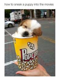 How To Sneak A Puppy Into The Movies Baby Animals Funny Cute Animals Funny Animal Memes