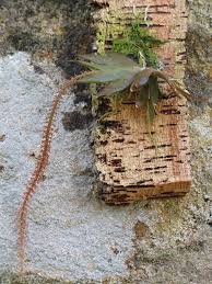 Image result for Oberonia